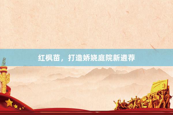 红枫苗，打造娇娆庭院新遴荐